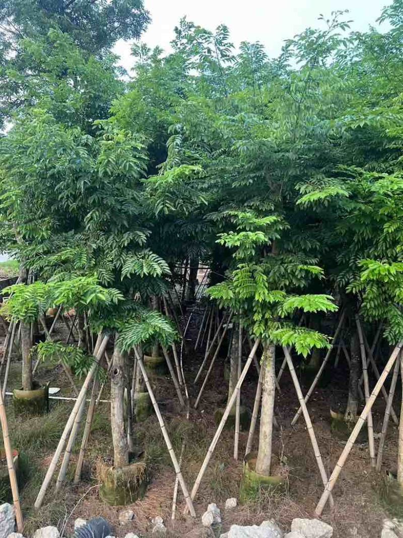黄花梨2-15分，一手货源，基地直销，大量低价出售