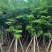 黄花梨2-15分，一手货源，基地直销，大量低价出售