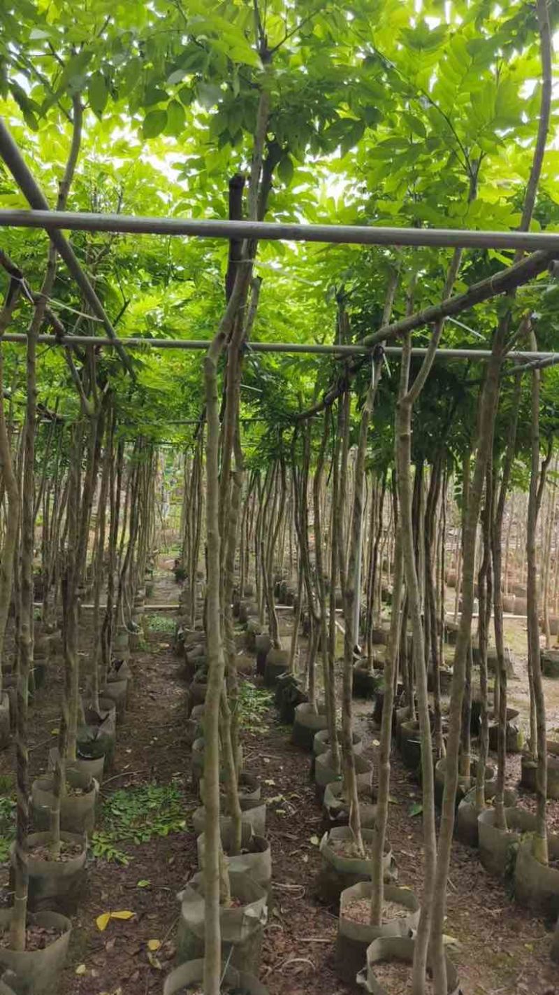 黄花梨2-15分，一手货源，基地直销，大量低价出售