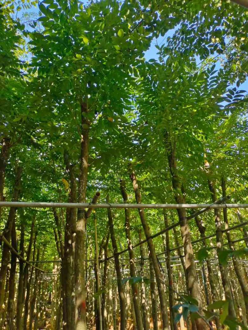 黄花梨2-15分，一手货源，基地直销，大量低价出售