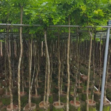 黄花梨2-15分，原生苗，截杠苗，各种规格，大量低价出售