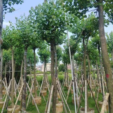 乌桕5-18分，截杠苗，骨架苗，各种规格，大量低价出售