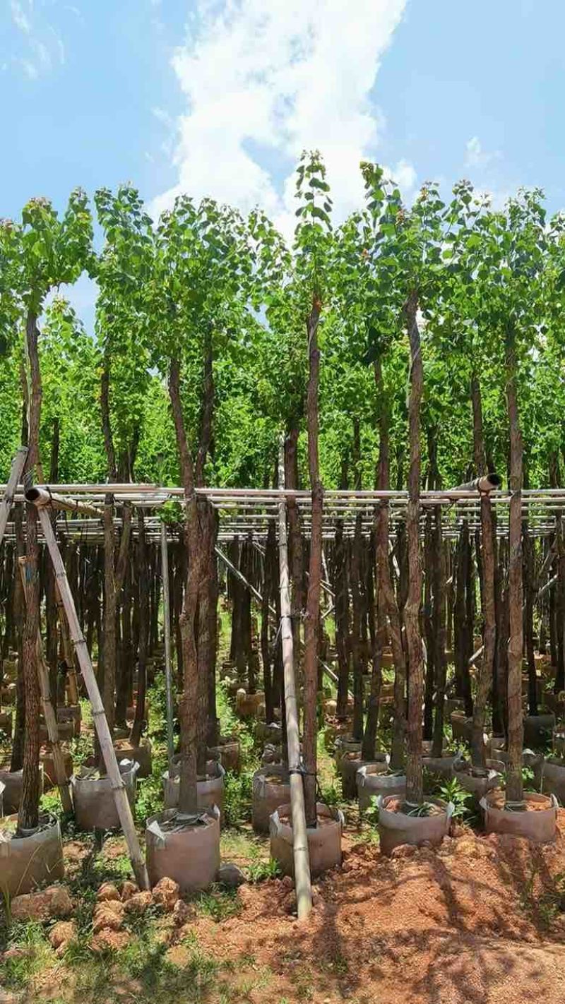 乌桕5-18分，截杠苗，骨架苗，各种规格，大量低价出售