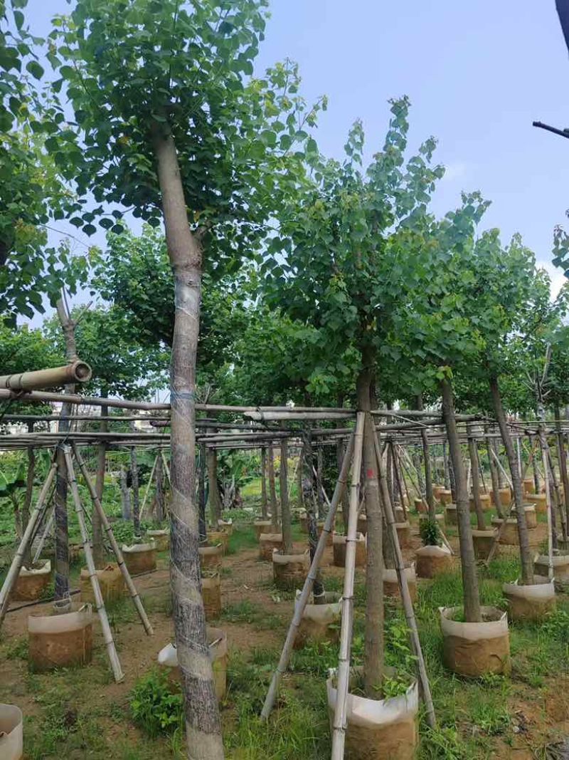 乌桕5-18分，截杠苗，骨架苗，各种规格，大量低价出售