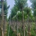 乌桕5-18分，截杠苗，骨架苗，各种规格，大量低价出售