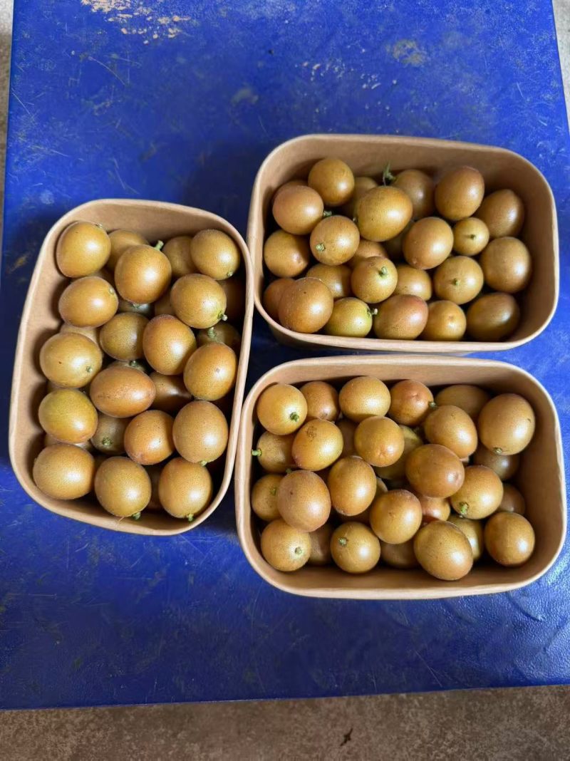 黄皮果