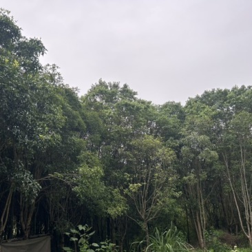 桂花树
