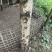 桂花树