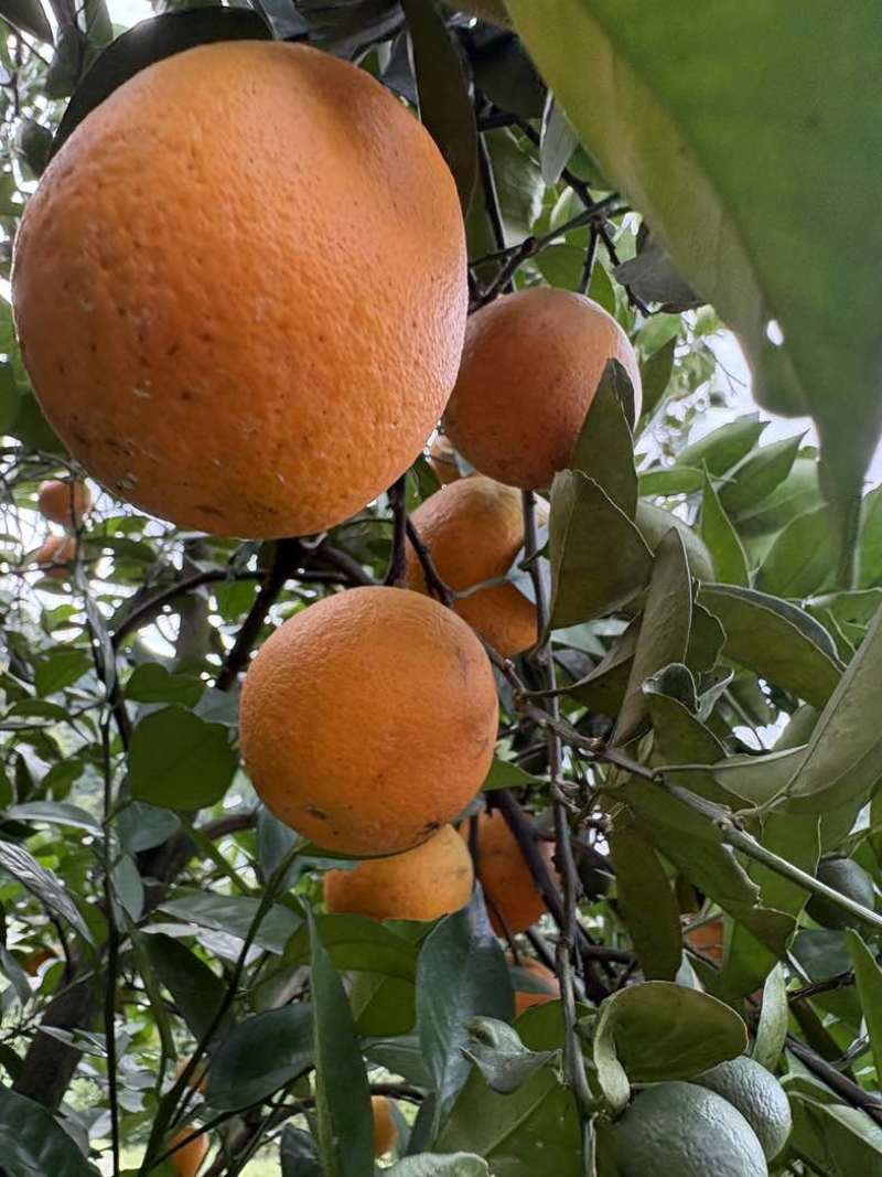 广西夏橙电商果榨汁果工厂果大量供应