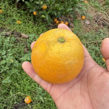 广西夏橙电商果榨汁果工厂果大量供应