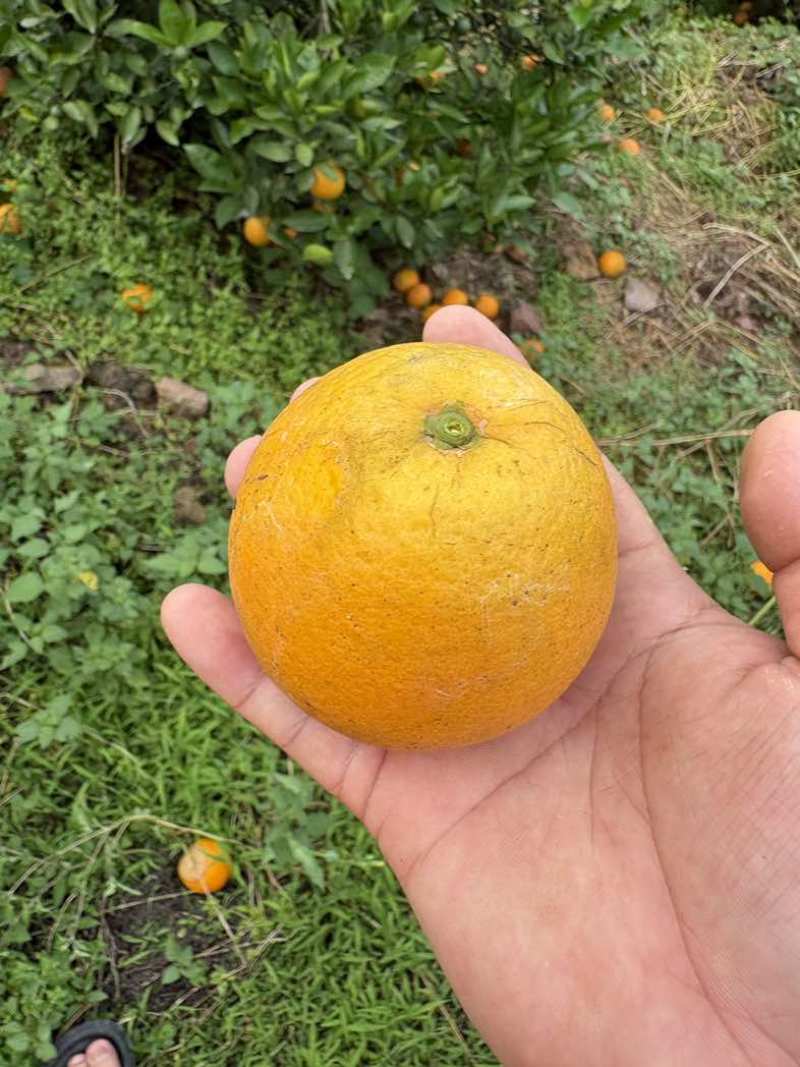 广西夏橙电商果榨汁果工厂果大量供应