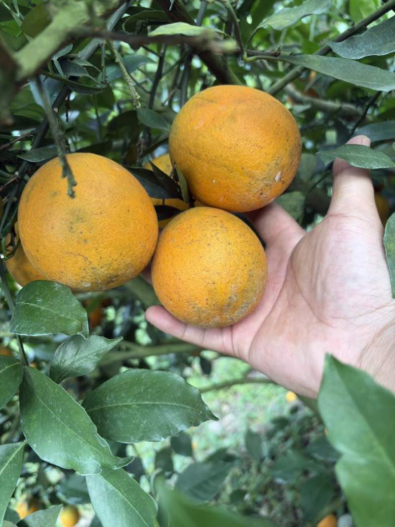 广西夏橙电商果榨汁果工厂果大量供应