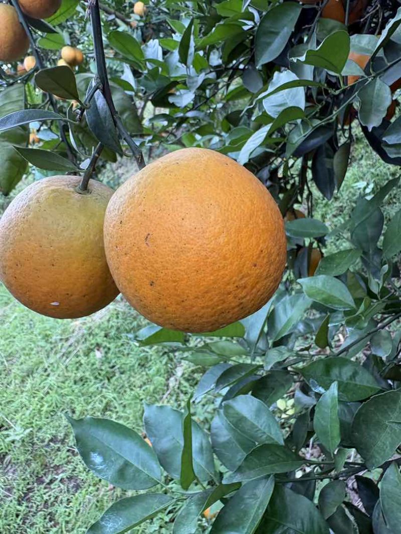 广西夏橙电商果榨汁果工厂果大量供应