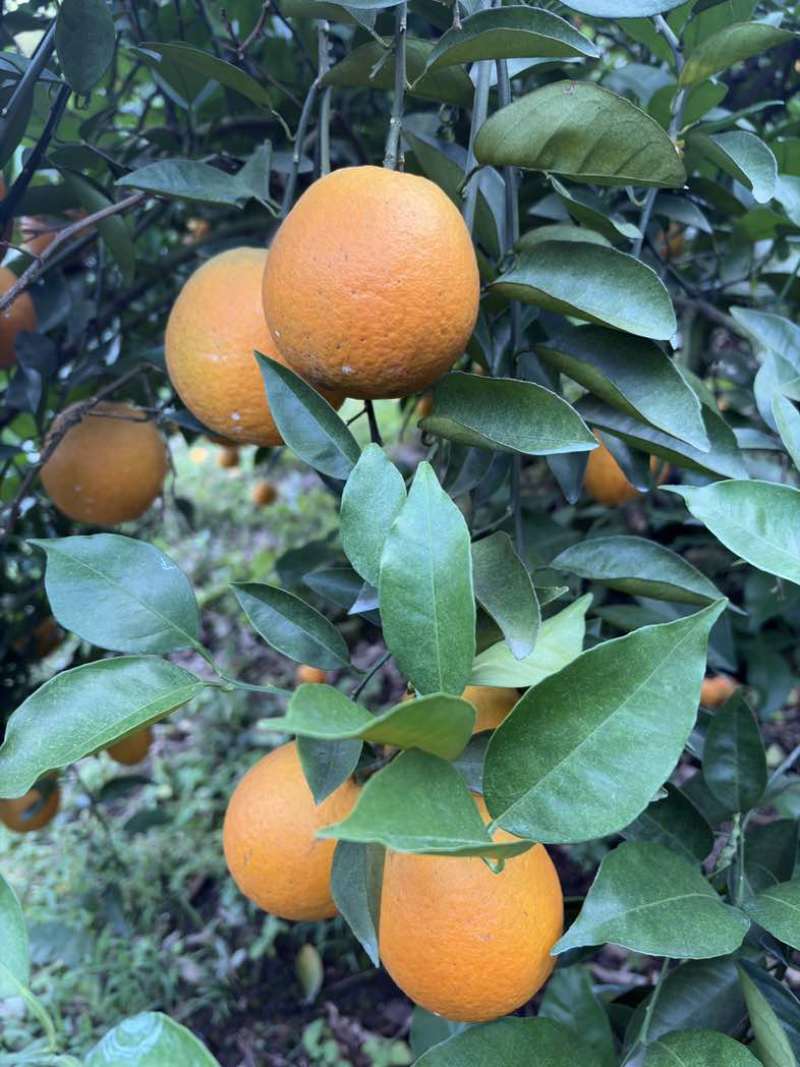 广西夏橙电商果榨汁果工厂果大量供应
