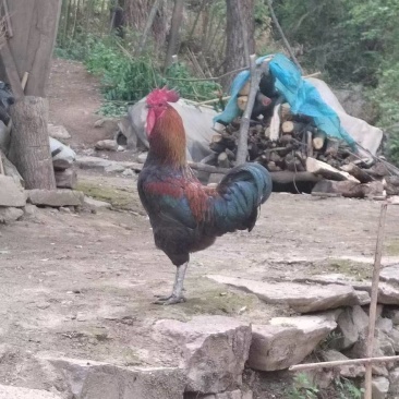 陕西汉中山林土鸡