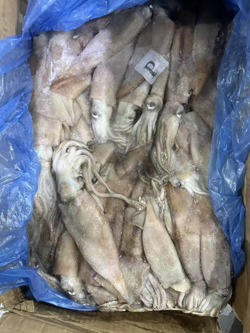 船冻鱿鱼