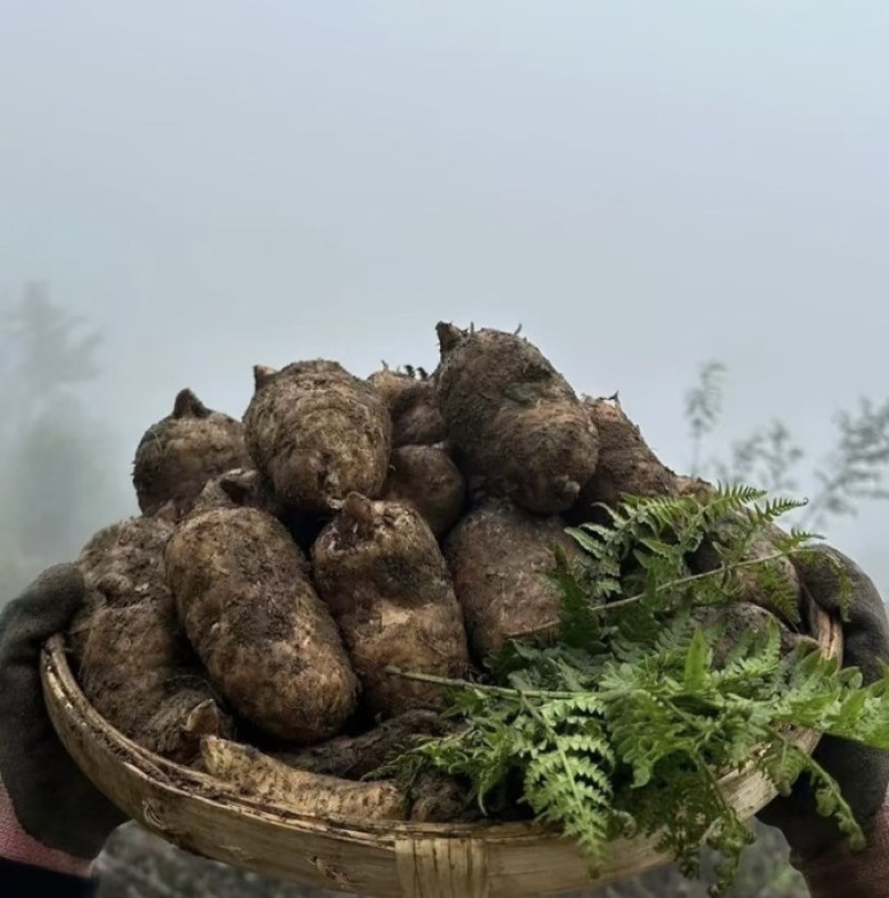 大方乌天麻