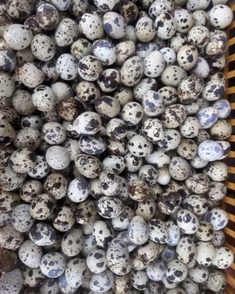 广东汕尾鹌鹑蛋批发出售