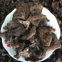 四川甘孜2025年黑虎掌菌干货自然晒干无硫整批可出