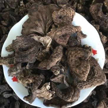 四川甘孜2025年黑虎掌菌干货自然晒干无硫整批可出