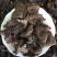 四川甘孜2025年黑虎掌菌干货自然晒干无硫整批可出
