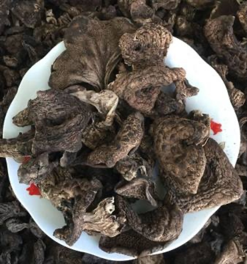 四川甘孜2025年黑虎掌菌干货自然晒干无硫整批可出