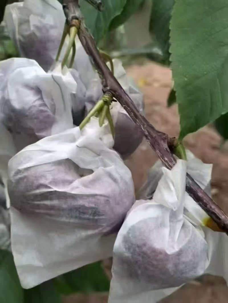 天水大樱桃