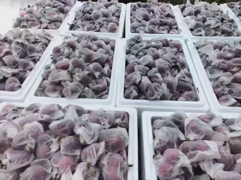 天水大樱桃