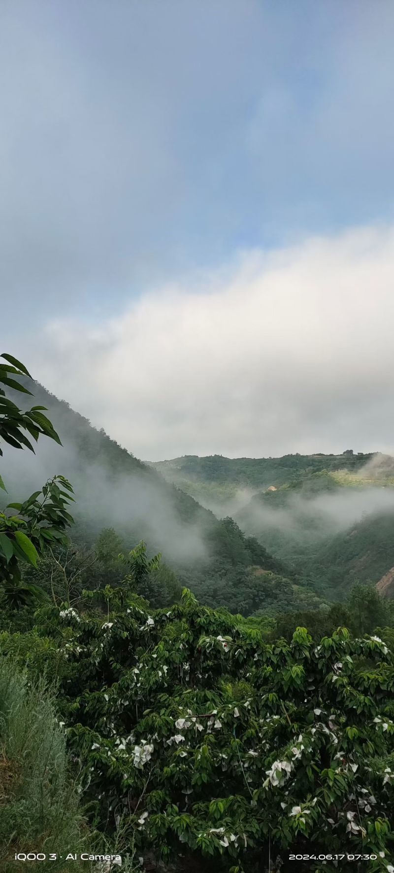 天水大樱桃