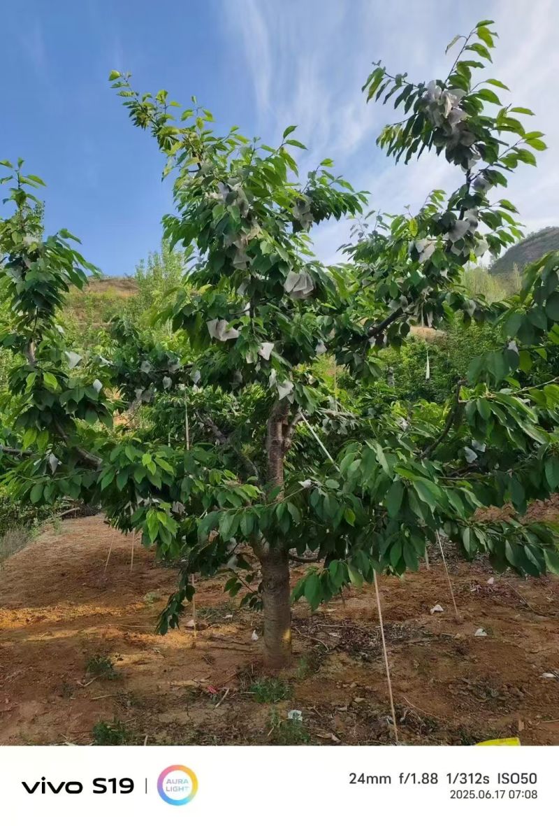 天水大樱桃