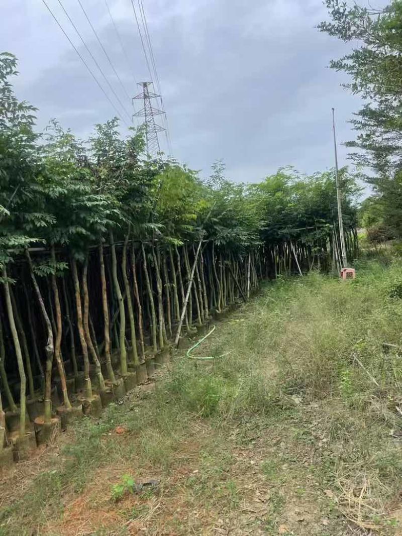 黄花梨2-15分，基地直销，一手货源，大量低价出售