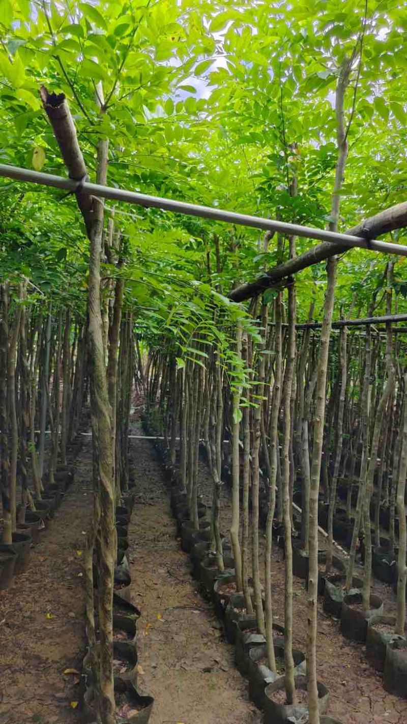 黄花梨2-15分，基地直销，一手货源，大量低价出售