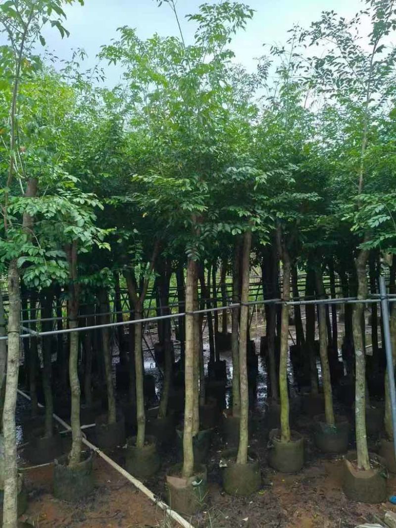 黄花梨2-15分，基地直销，一手货源，大量低价出售