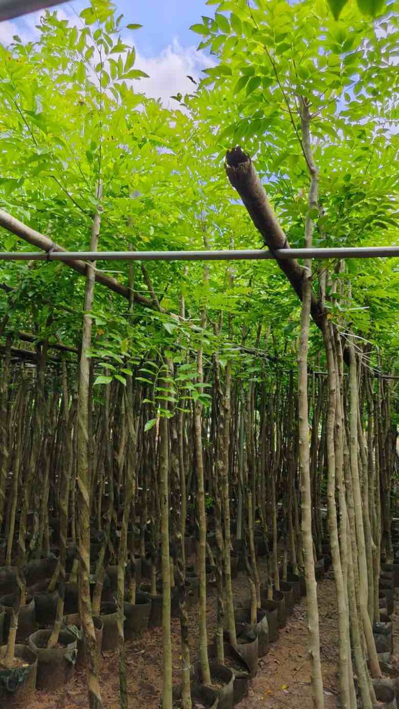 黄花梨2-15分，基地直销，一手货源，大量低价出售