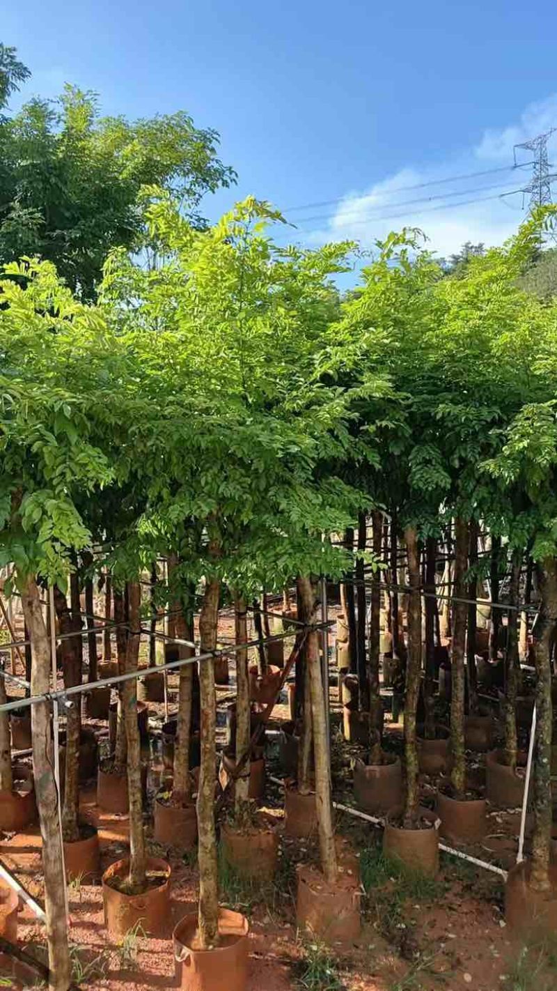 黄花梨2-15分，一手货源，基地直销，大量低价出售