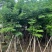 黄花梨2-15分，一手货源，基地直销，大量低价出售