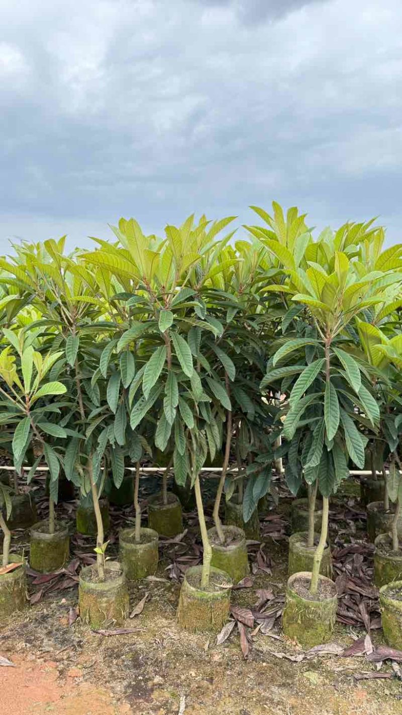 枇杷树1-18分，各种规格，基地直销，一手货源，大量低价出售