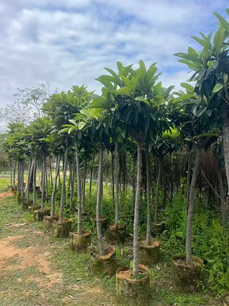 枇杷树1-18分，各种规格，基地直销，一手货源，大量低价出售