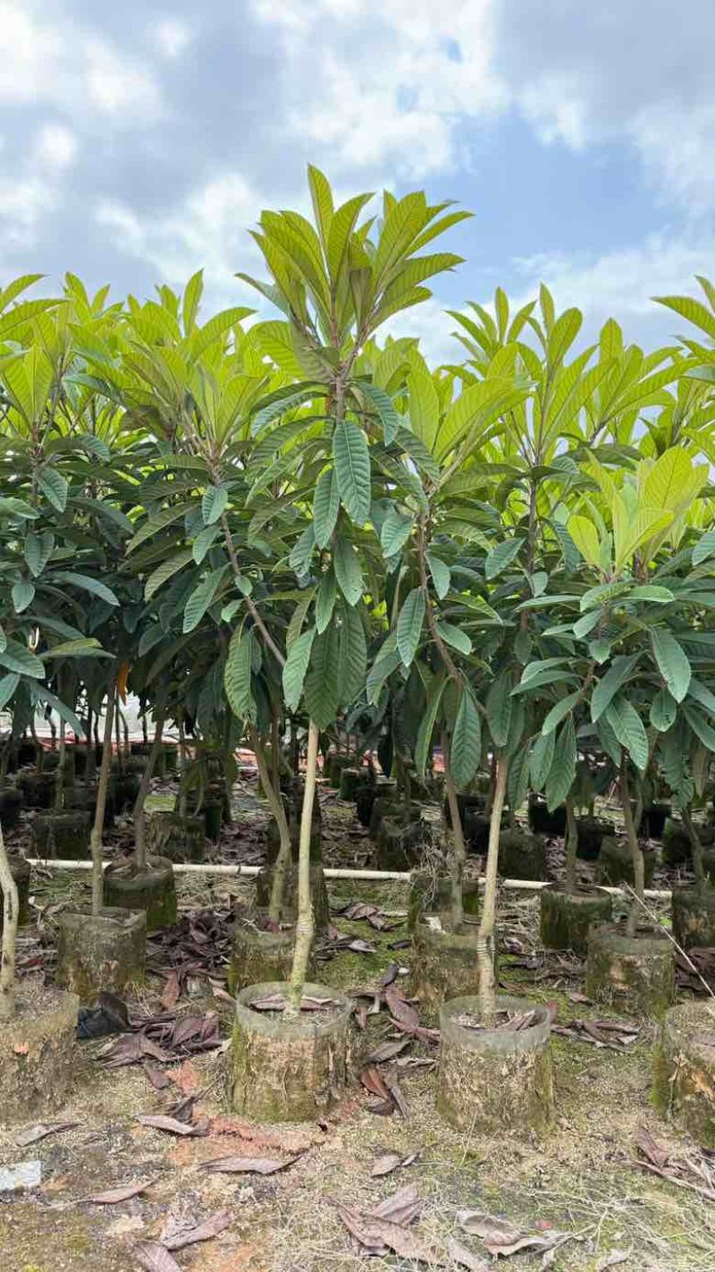 枇杷树1-18分，各种规格，基地直销，一手货源，大量低价出售