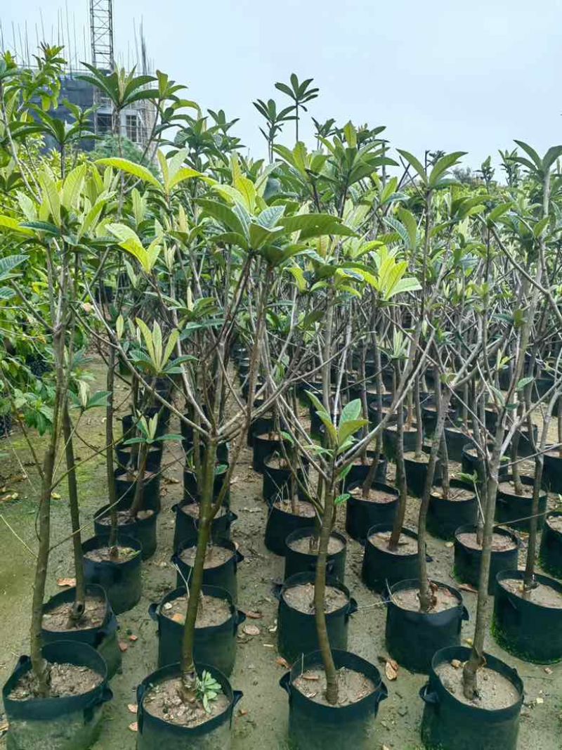枇杷树1-18分，各种规格，基地直销，一手货源，大量低价出售