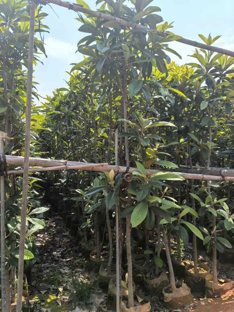 枇杷树1-18分，各种规格，基地直销，一手货源，大量低价出售