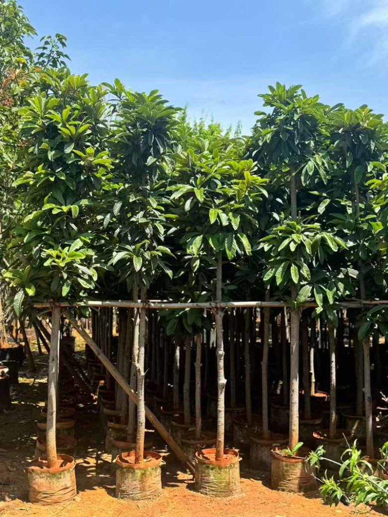 枇杷树1-18分，各种规格，基地直销，一手货源，大量低价出售