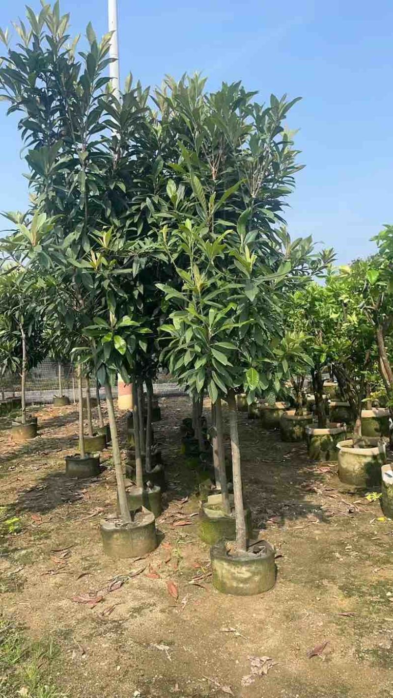 枇杷树1-18分，各种规格，基地直销，一手货源，大量低价出售
