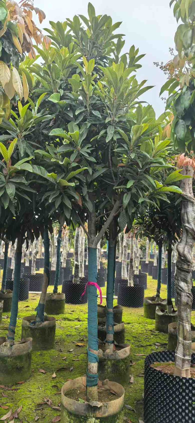 枇杷树1-18分，各种规格，基地直销，一手货源，大量低价出售