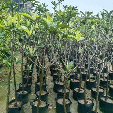 枇杷果苗1-15分，基地直销，一手货源，各种规格，大量低价出