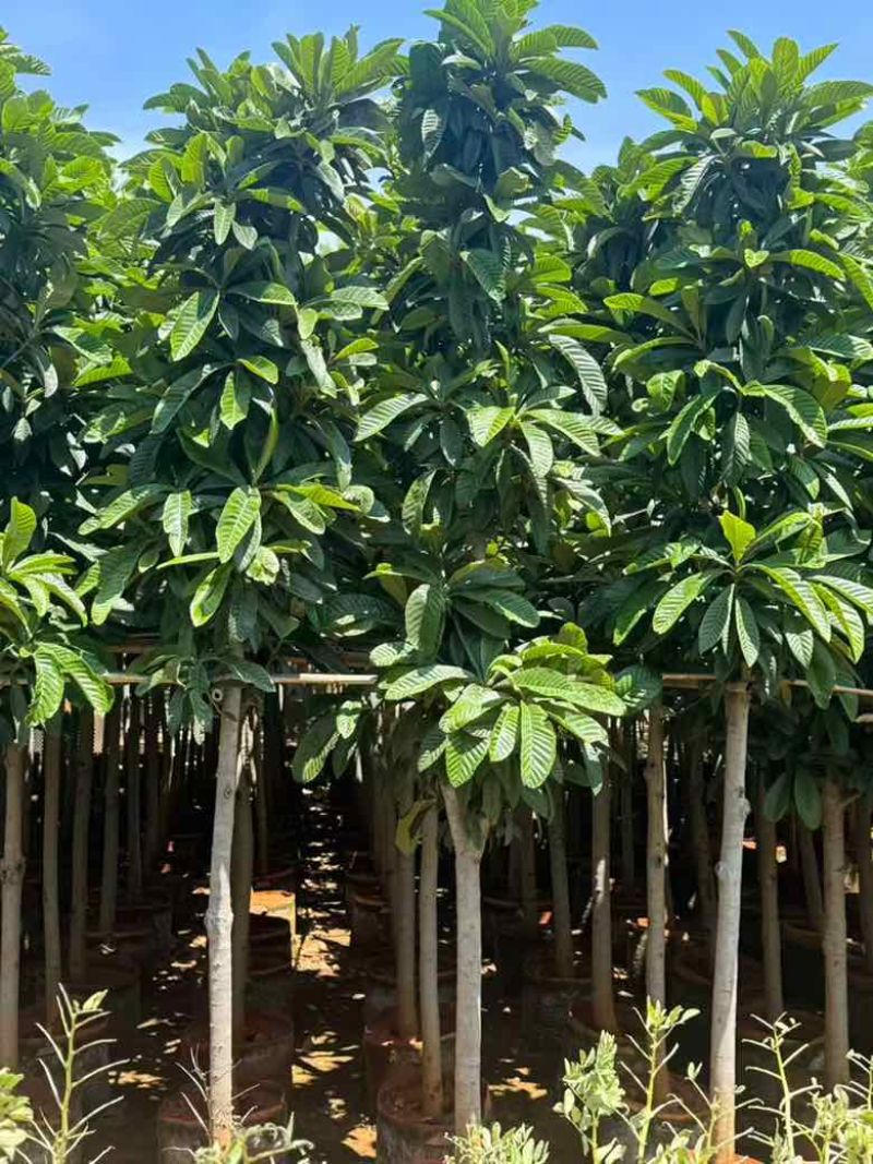 枇杷果苗1-15分，基地直销，一手货源，各种规格，大量低价出