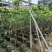 枇杷果苗1-15分，基地直销，一手货源，各种规格，大量低价出