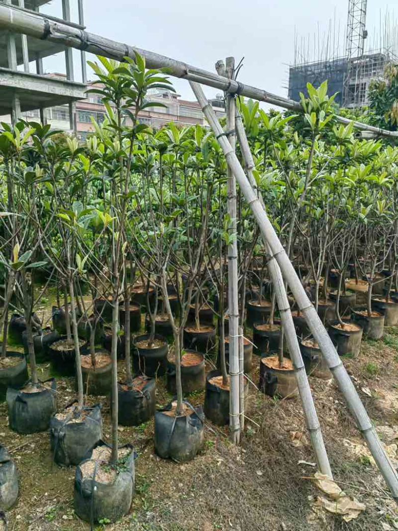 枇杷果苗1-15分，基地直销，一手货源，各种规格，大量低价出