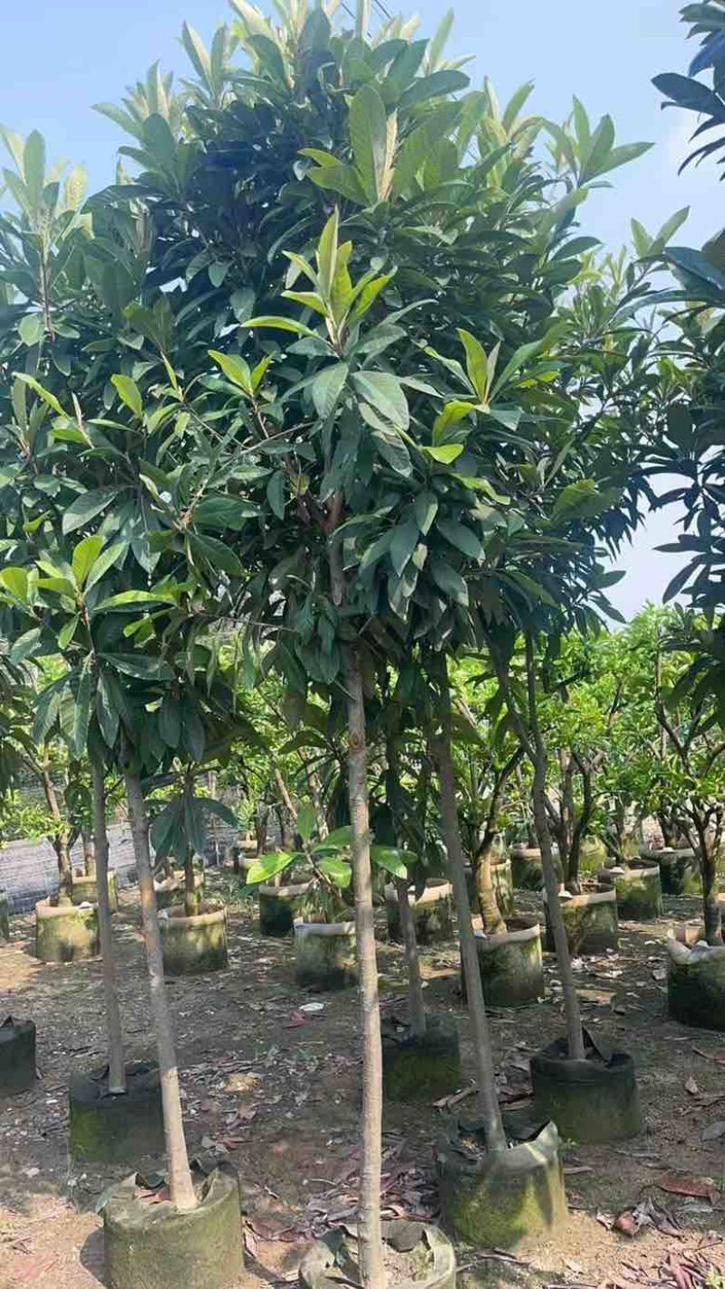 枇杷果苗1-15分，基地直销，一手货源，各种规格，大量低价出