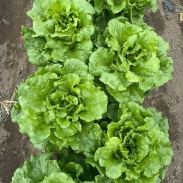 生菜